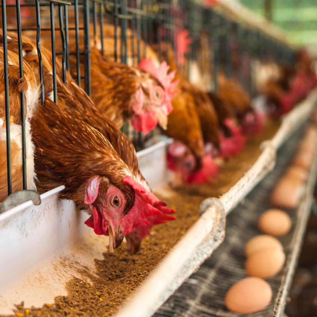 Chicken and eggs in farm