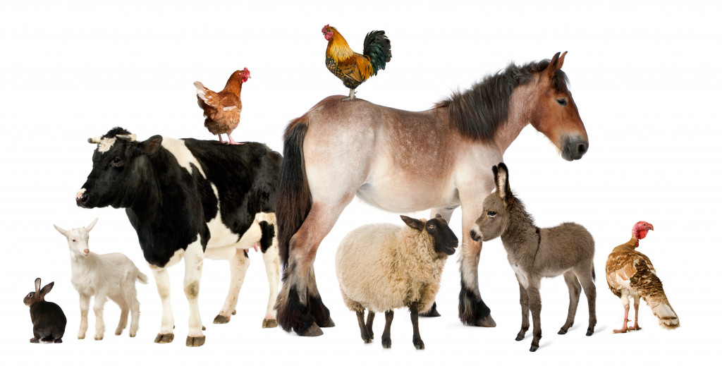 Livestock in farms