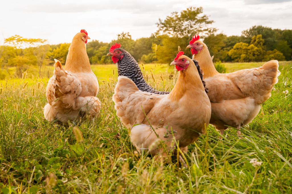 Chicken in farm